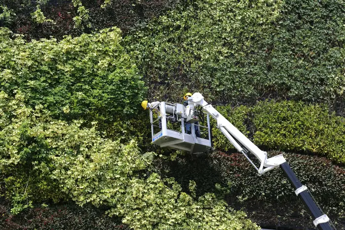 Mantenimiento de jardines